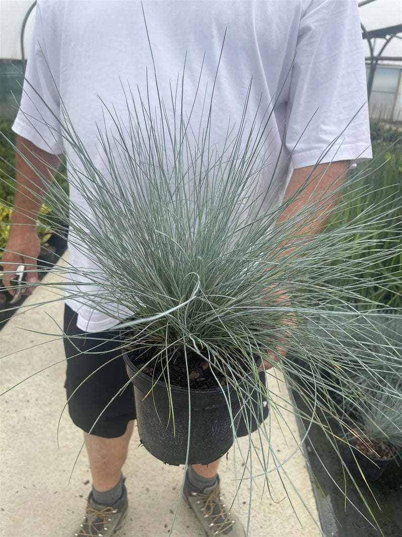 Festuca Glauca Intense Blue 3 Litre Pot