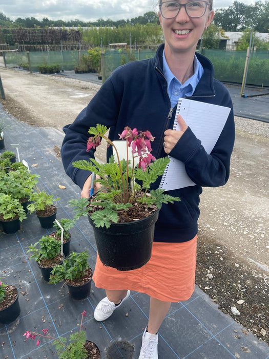 Dicentra Pink Diamonds 2 Litre Pot