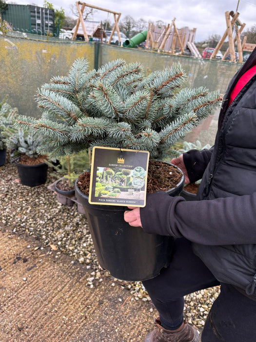 Picea Pungens Glauca Globosa 18 Litre Pot