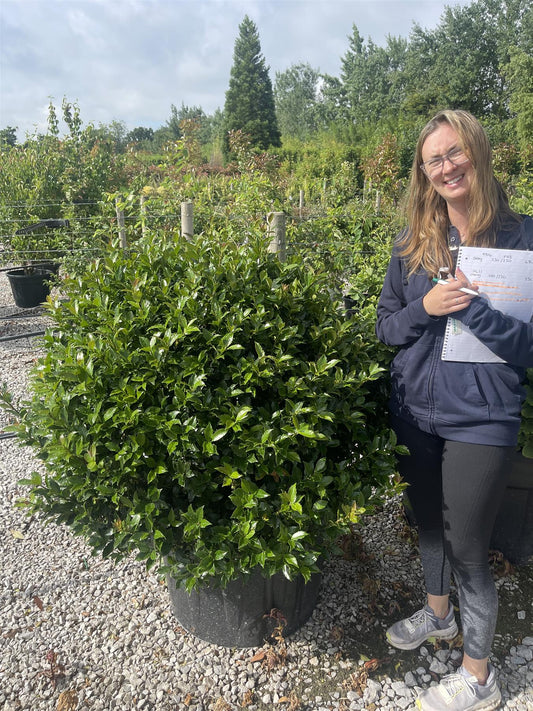 Ilex Meserveae Blue Maid Topiary Ball 100cm 150 Litre Pot