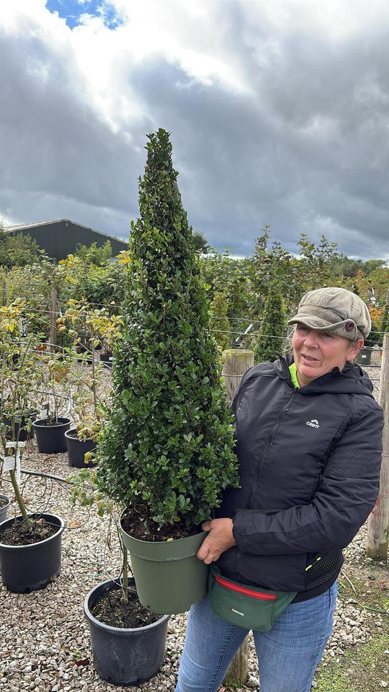 Ilex Crenata Caroline Cone 10 Litre Pot 100/110cm