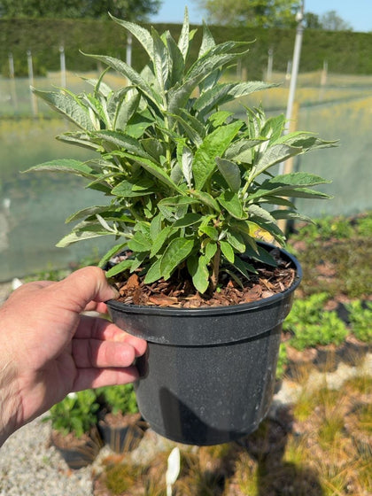 Buddleja davidii Candy Little White - Butterfly Bush 3 Litre Pot