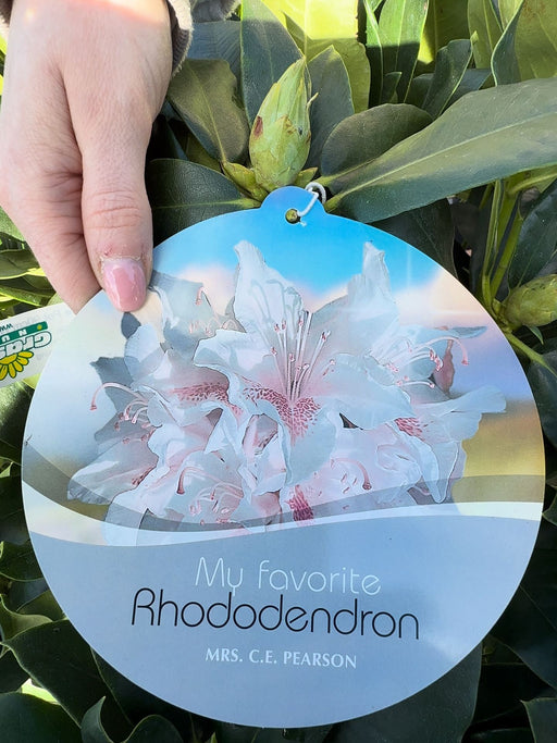 Rhododendron Hyb Mrs Pearson  25 Litre Pot 90cm Wide