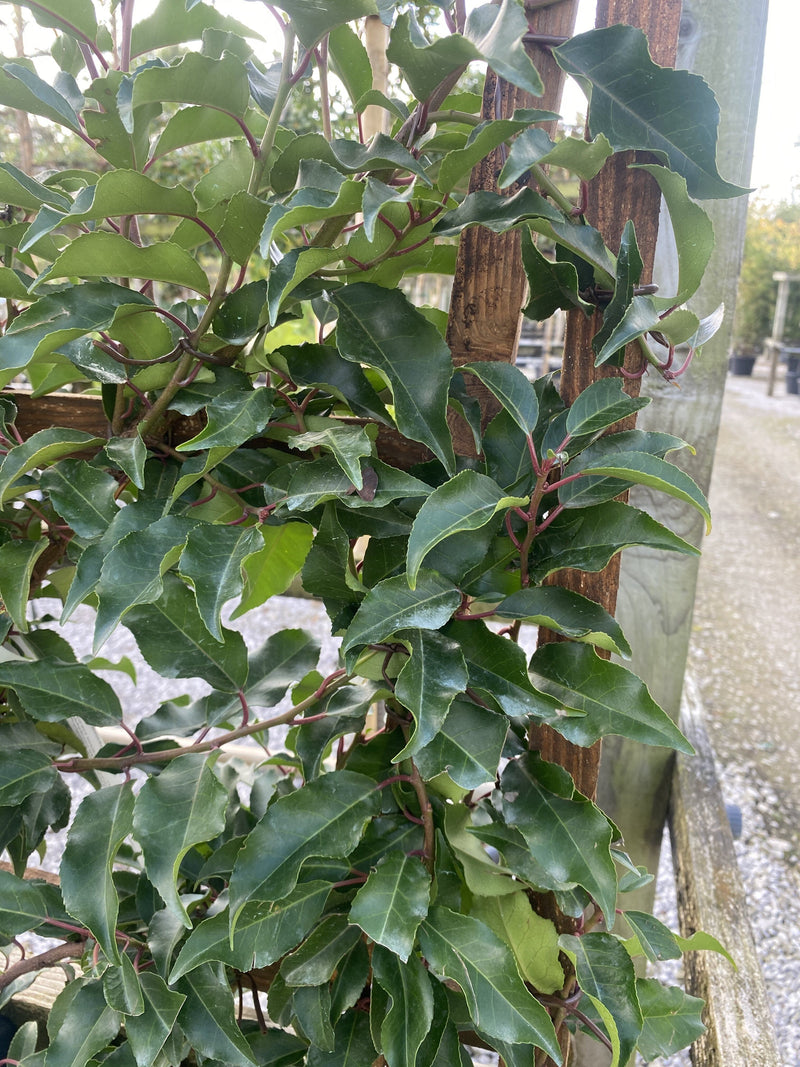 Prunus Lusitanica Brenelia Pleached Wall Frame 100 x 50cm