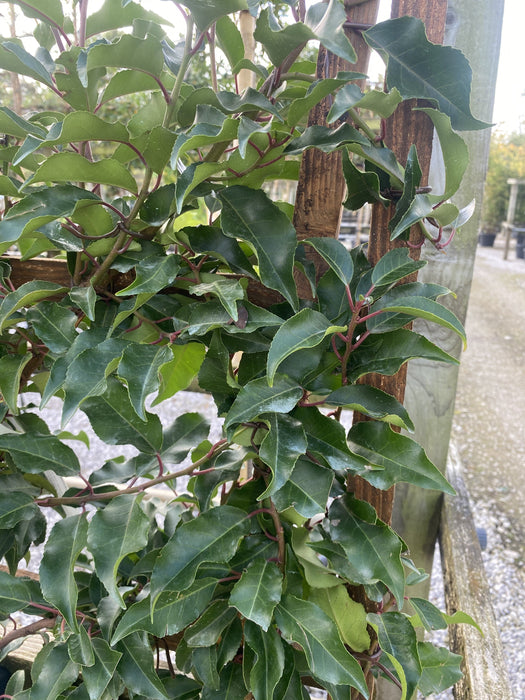 Prunus Lusitanica Brenelia Pleached Wall Frame 100 x 50cm