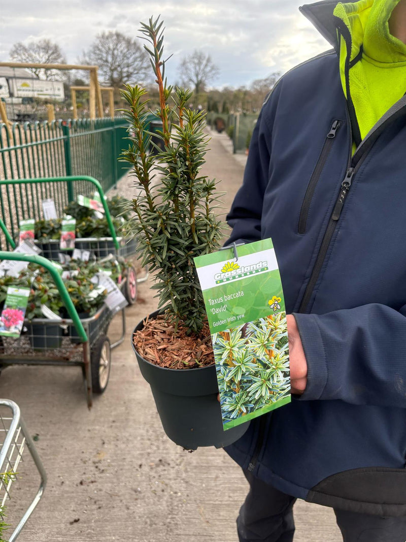 Taxus Baccata David 2.5 Litre Pot