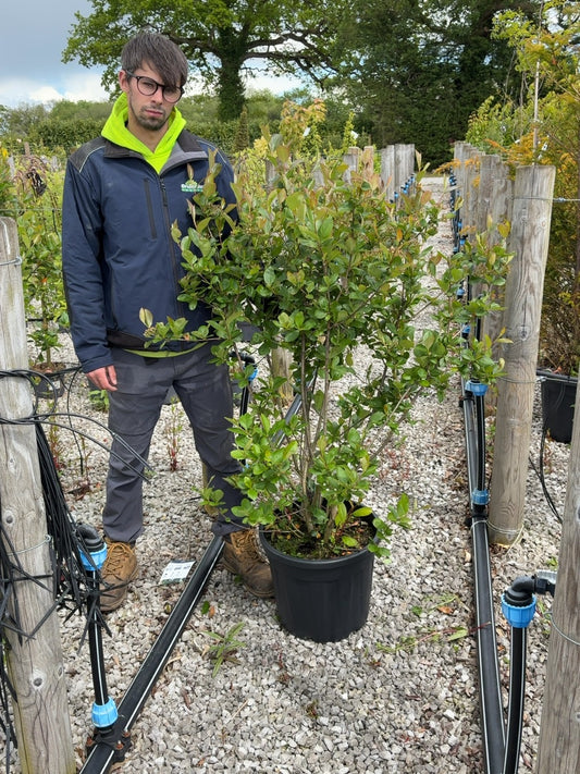 Aronia Prunifolia Viking 30 Litre Pot