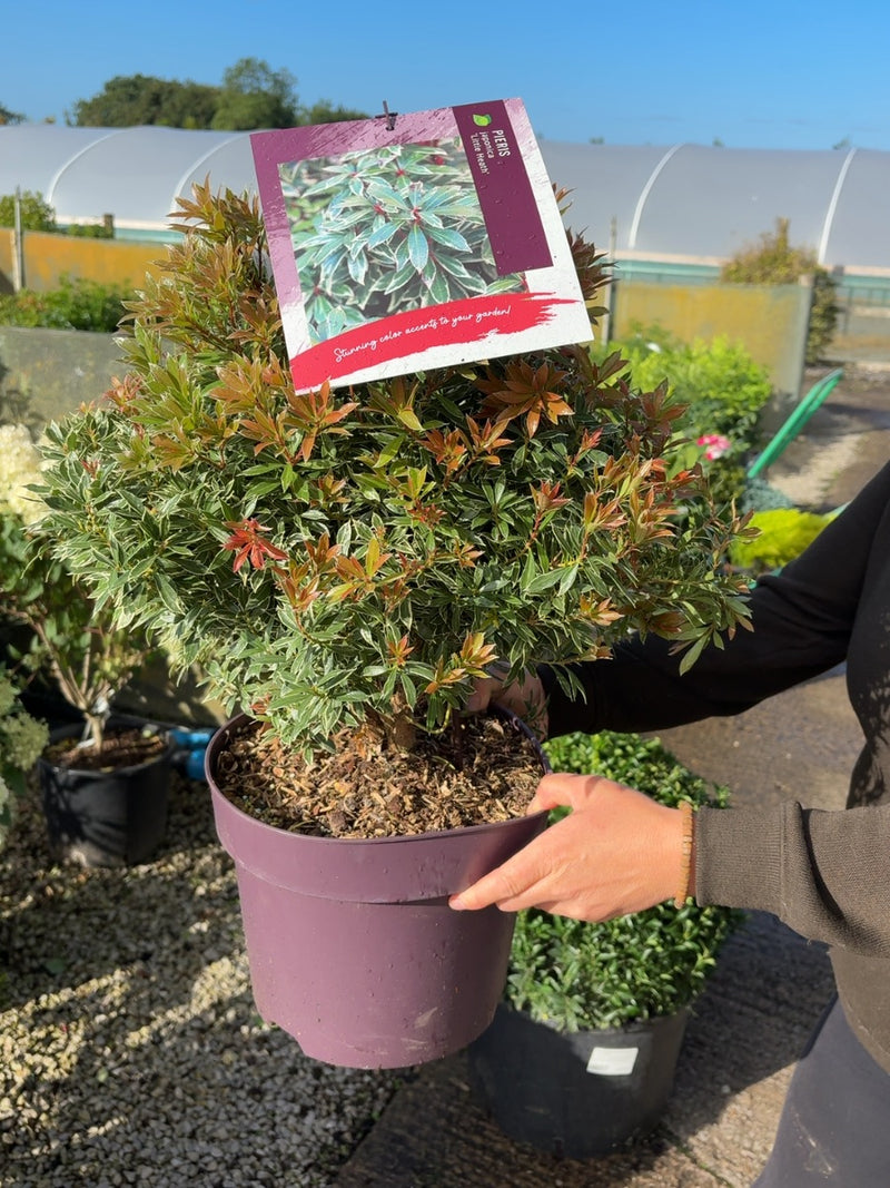 Pieris japonica Little Heath 7.5 Litre Pot