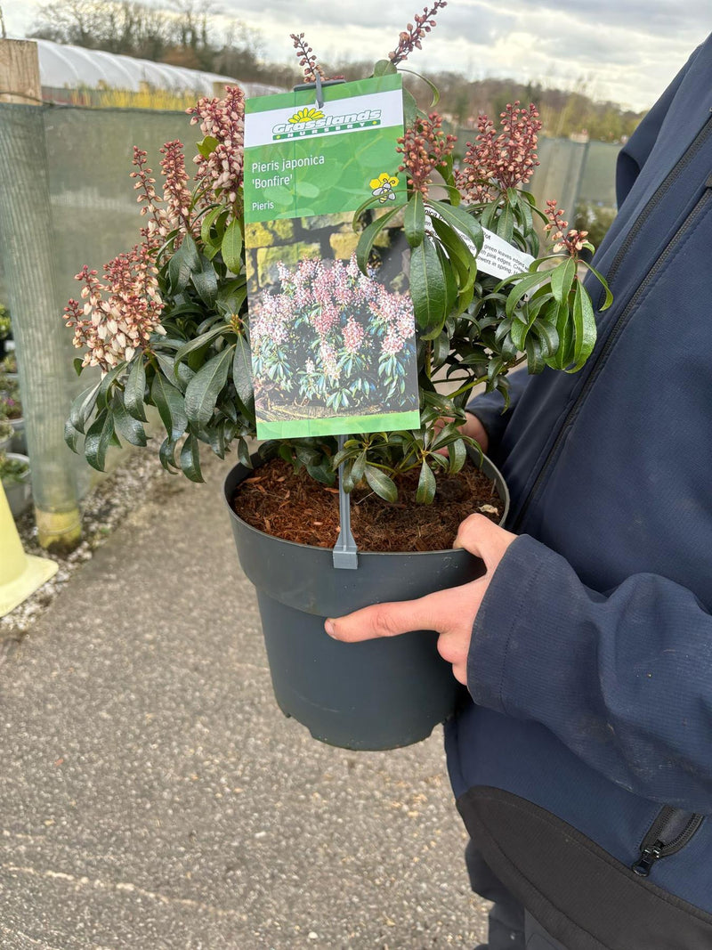Pieris Japonica Bonfire 6 Litre Pot