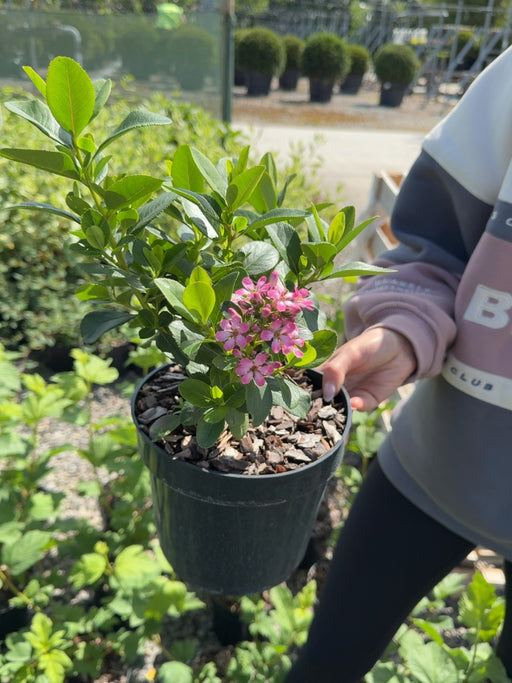 Escallonia laevis Pink Elle 3 Litre Pot