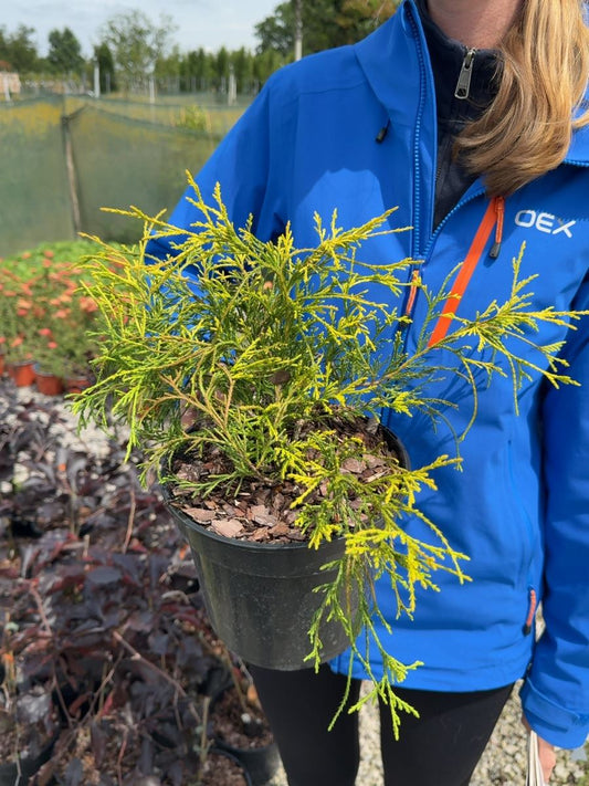 Chamaecyparis pisifera Sungold - Sawara Cypress Sungold 3 Litre Pot