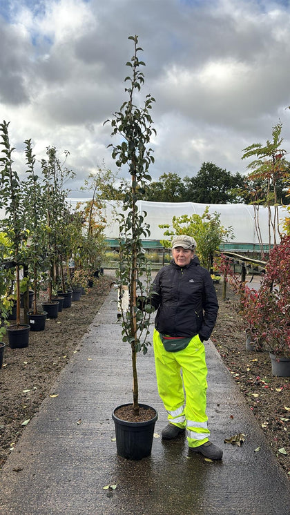 Pear Doyenné du Comice 18 Litre Pot 200/250cm