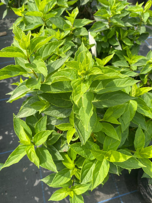 Hydrangea pan Whitelight 2.3 Litre Pot Delivery March