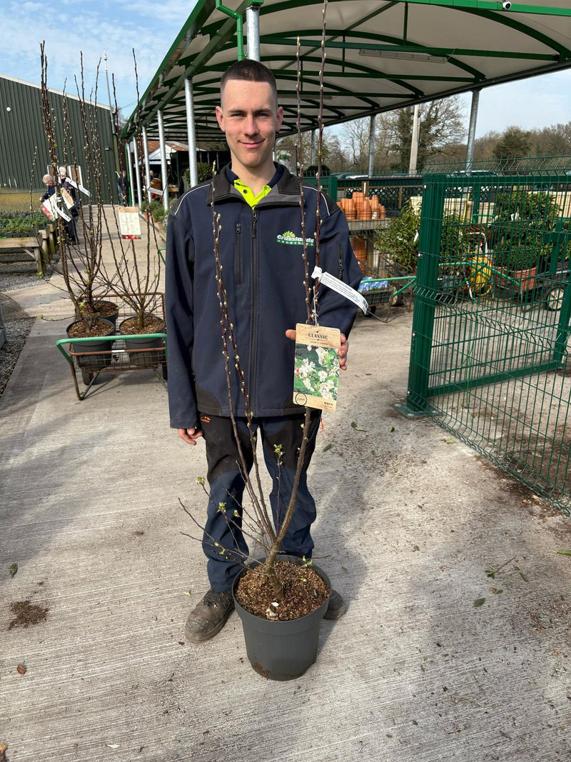 Malus Everest 30 Litre Pot 125/150cm