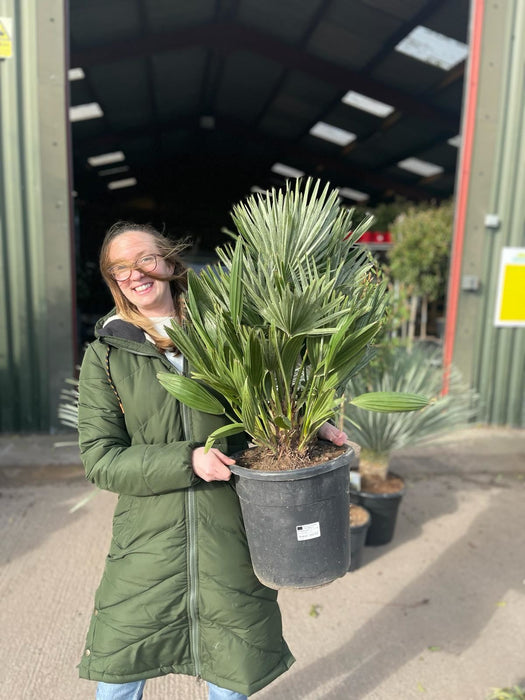 Chamaerops Humilis Vulcano 9 Litre Pot
