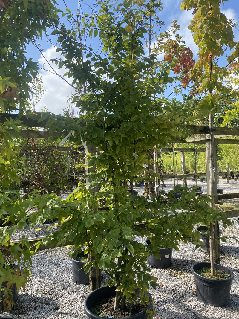Carpinus Betulus Multi Stem 200/250cm 70 Litre Pot