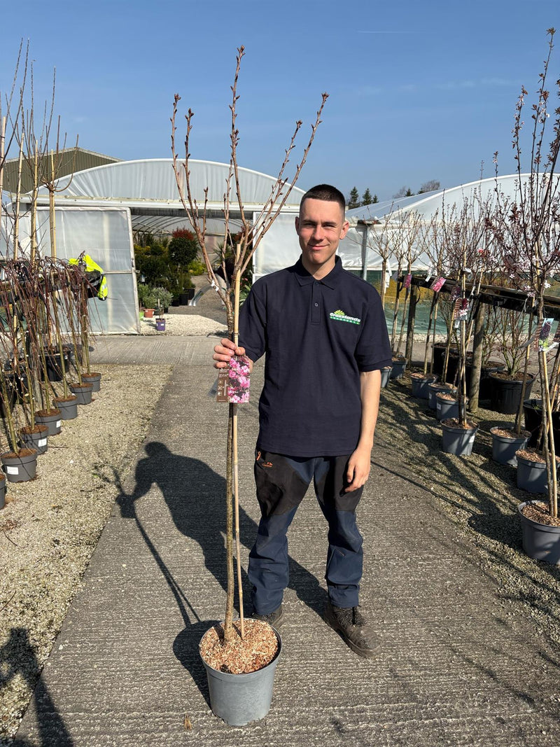 Prunus ser. Royal Burgundy Half Std 25 Litre Pot