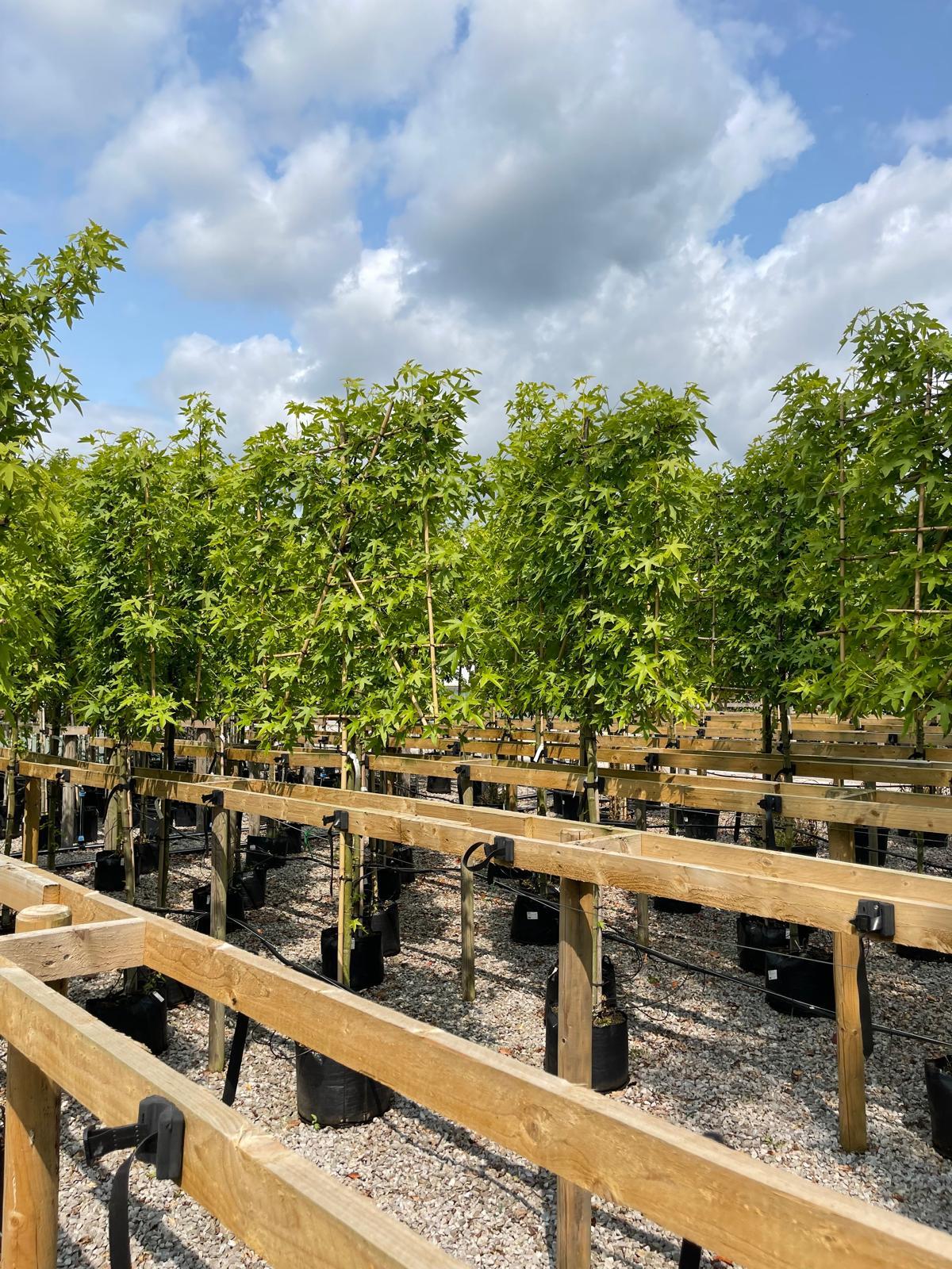 Liquidambar Styraciflua Pleached Standard 150 Stem 8/10 cm Girth 120cm x 140cm Frame