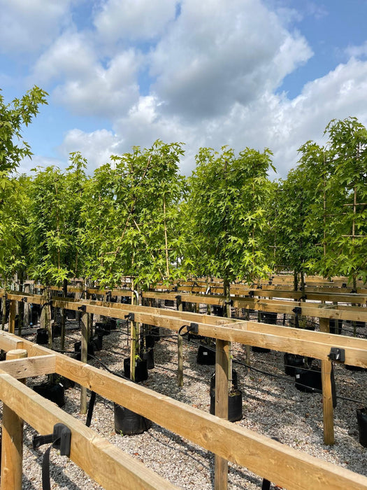 Liquidambar Styraciflua Pleached Standard 150 Stem 8/10 cm Girth 120cm x 140cm Frame
