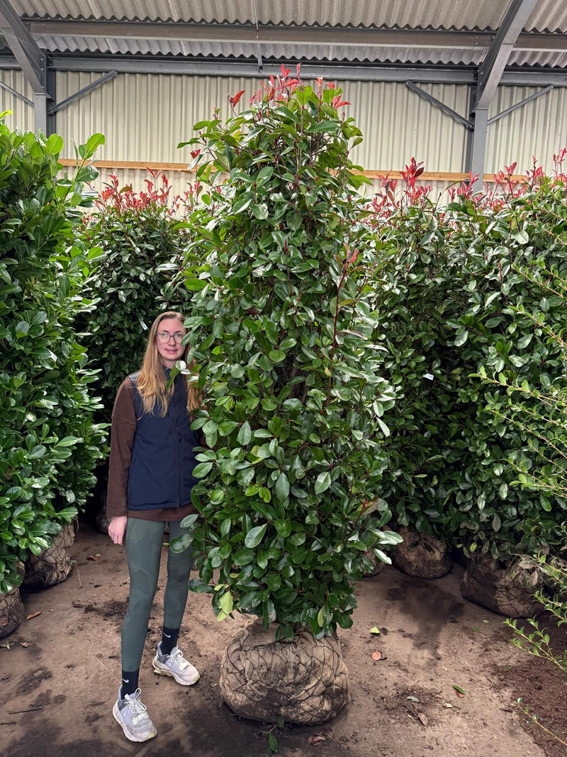 Photinia Red Robin Solitaire 225cm Rootball — Grasslands Nursery