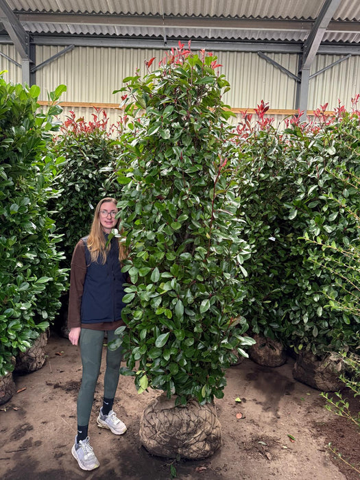 Photinia Red Robin Solitaire 225cm Rootball