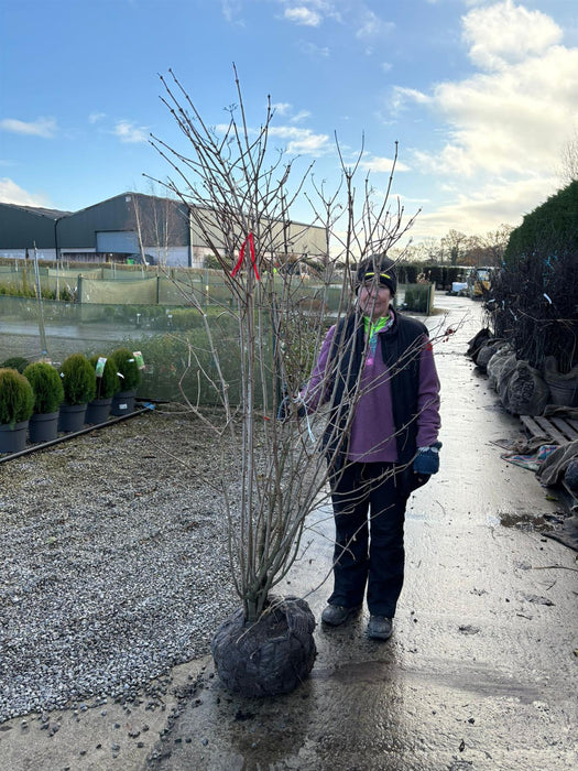 Viburnum Opulus Multi Stem 175/200cm Rootballed