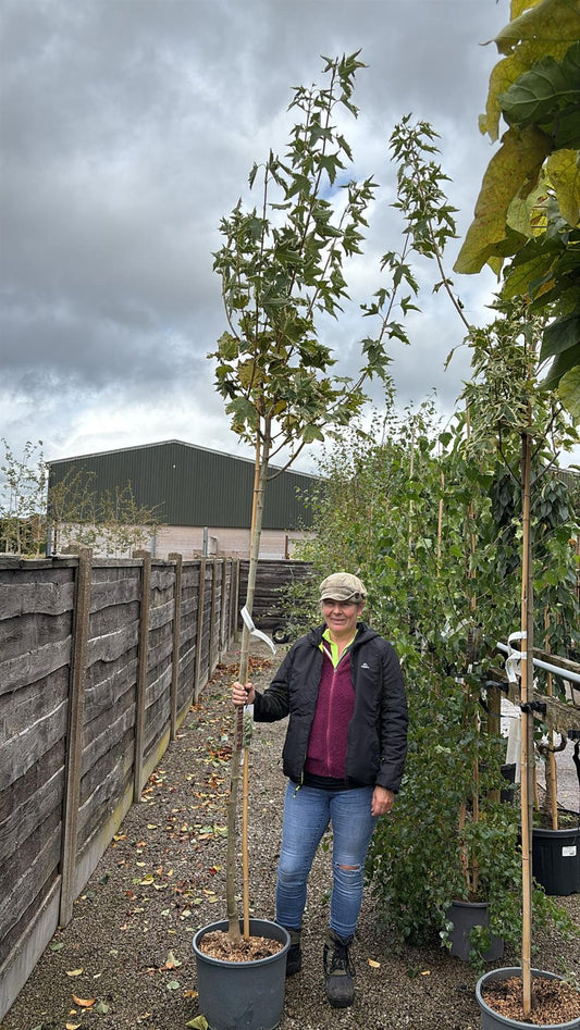 Acer Platanoides Drummondii 25 Litre Pot 180cm Stem