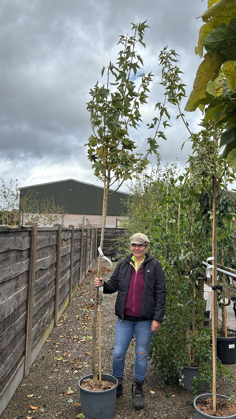 Acer Platanoides Drummondii 25 Litre Pot 180cm Stem