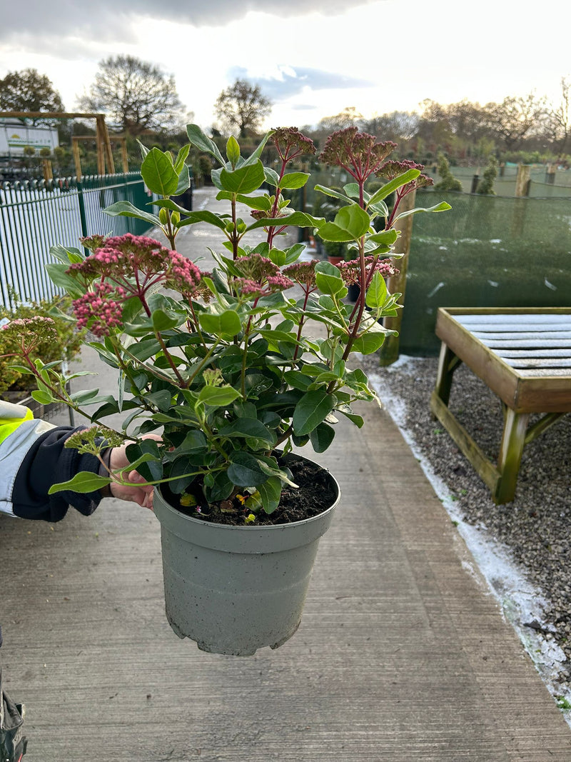 Viburnum Tinus Lisa Rose 5 Litre Pot