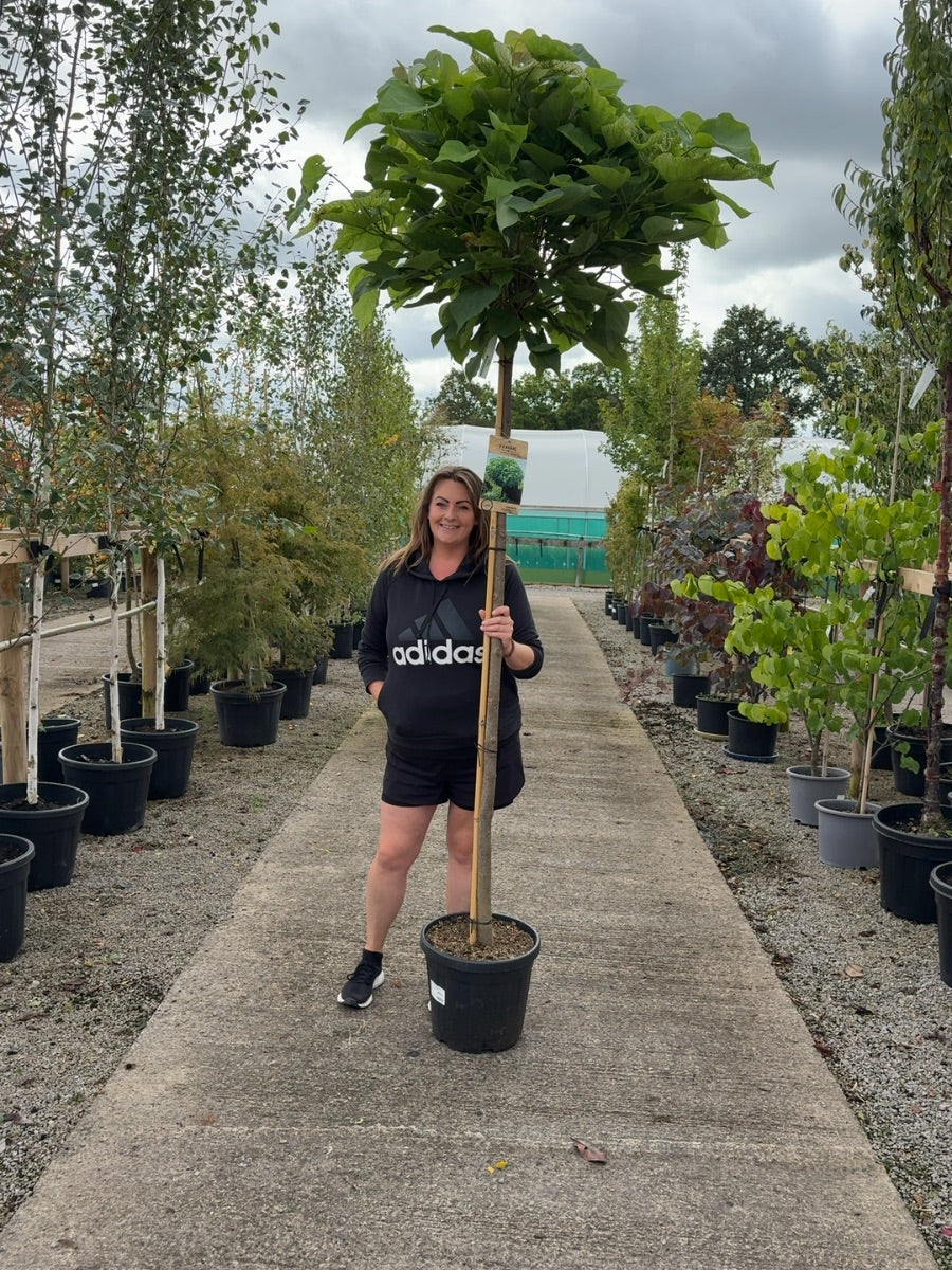 Catalpa Bignionoides Nana 20 Litre 180cm Stem