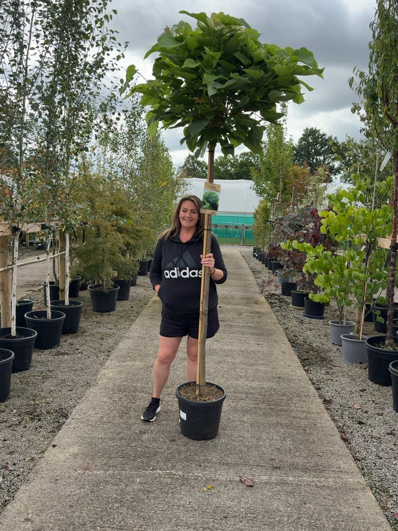 Catalpa Bignionoides Nana 20 Litre 180cm Stem