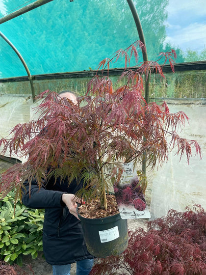 Acer palmatum dissectum Garnet 4 Litre Pot