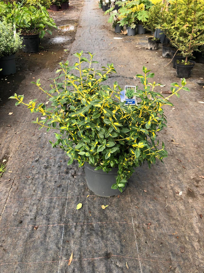 Euonymus fortunei Blondy 5 Litre Pot