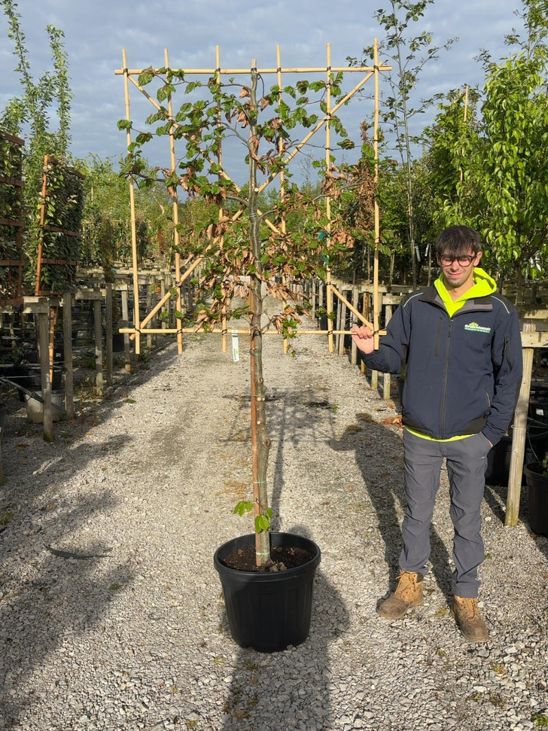 Fagus Pleached 110/120 Trunk 120 Wide x 120 High Frame 10/12 Girth Pre Order For June