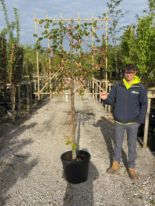 Fagus Pleached 110/120 Trunk 120 Wide x 120 High Frame 10/12 Girth Pre Order For June