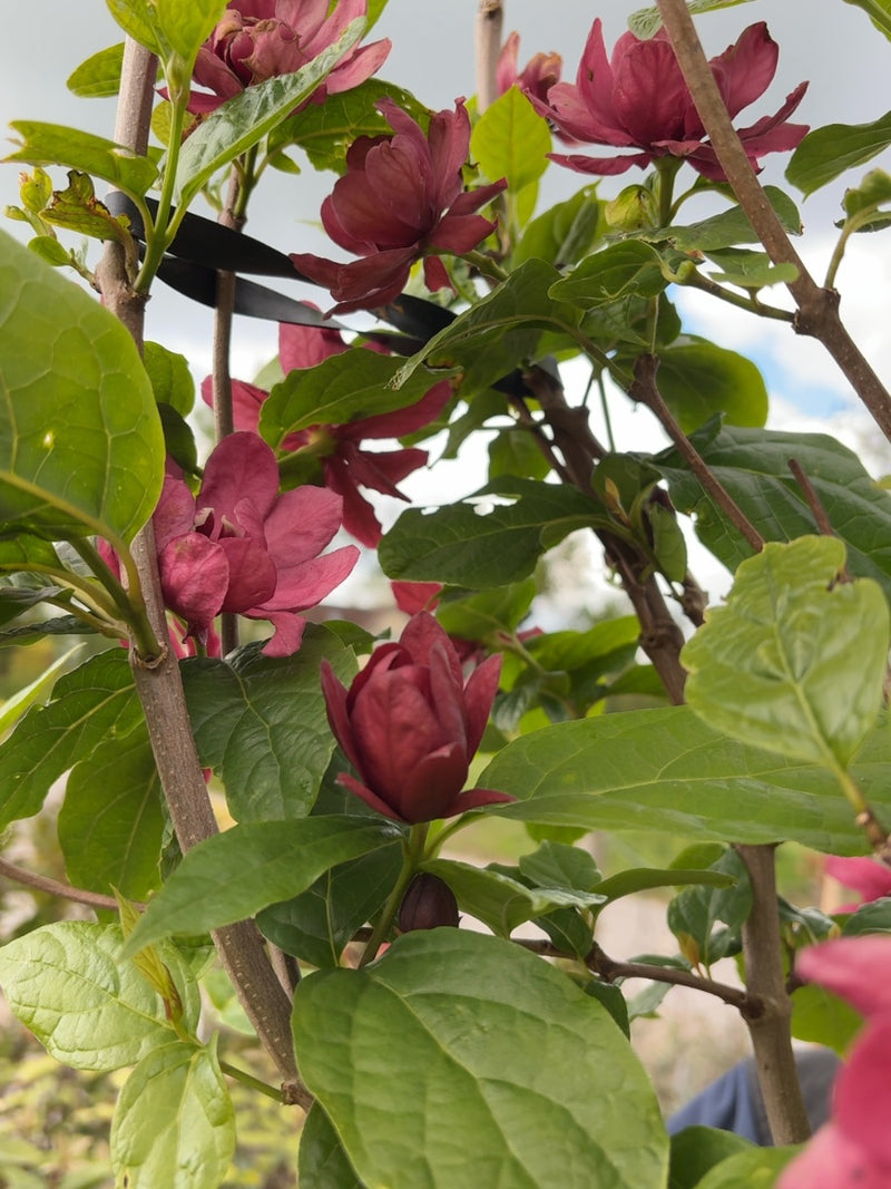 Calycanthus Hartlage Wine 12 Litre 80/100cm
