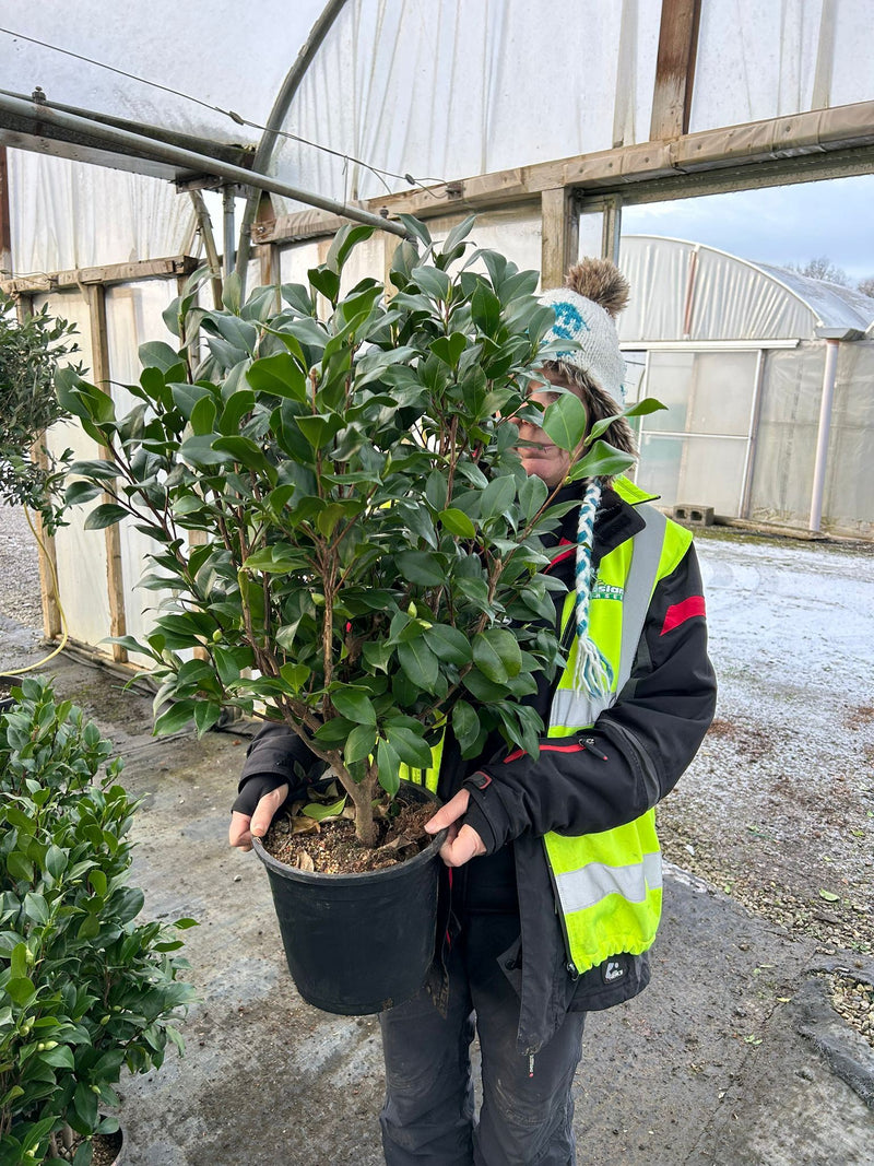 Camellia Japonica Marie Bracey 7 Litre Pot