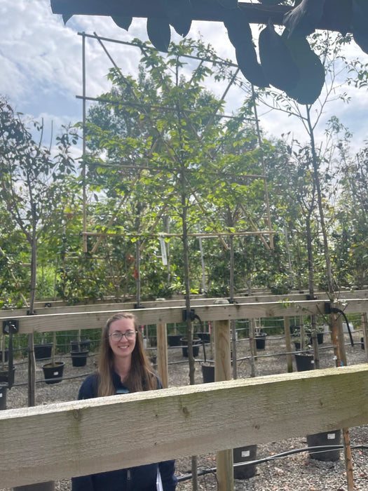 Carpinus Betulus Pleached 8/10cm Girth, 180cm Stem, 120cm x 120cm Frame Order for June
