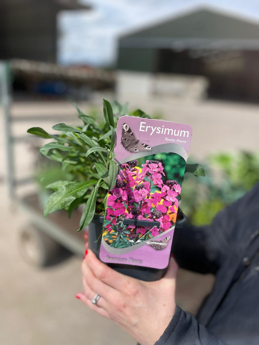Erysimum Bowle's Mauve 2 Litre Pot