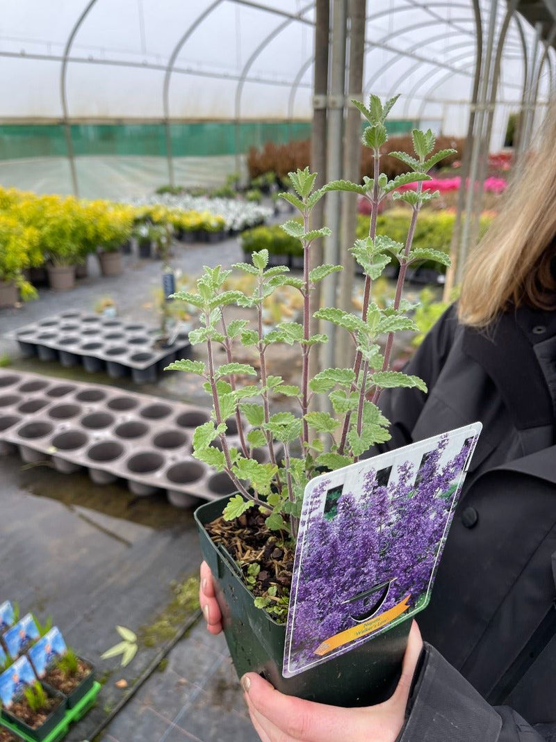 Nepeta Faassenii Walkers Low 11cm Pot