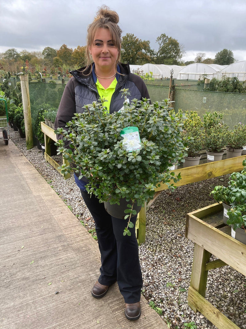 Azalea Japonica Dorothy Heiden 7.5 Litre Pot