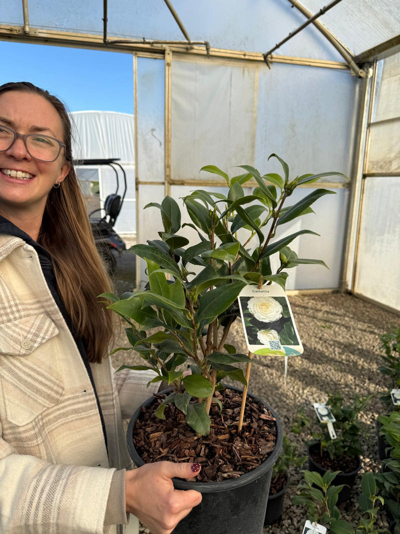 Camellia Japonica Snow White 7.5 Litre Pot