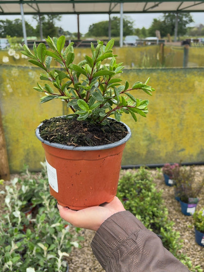 Hebe Marjorie 2 Litre Pot