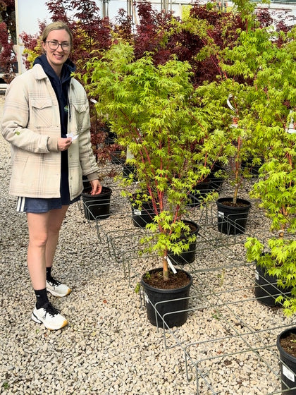 Acer Palmatum Sangokaku 15 Litre Pot