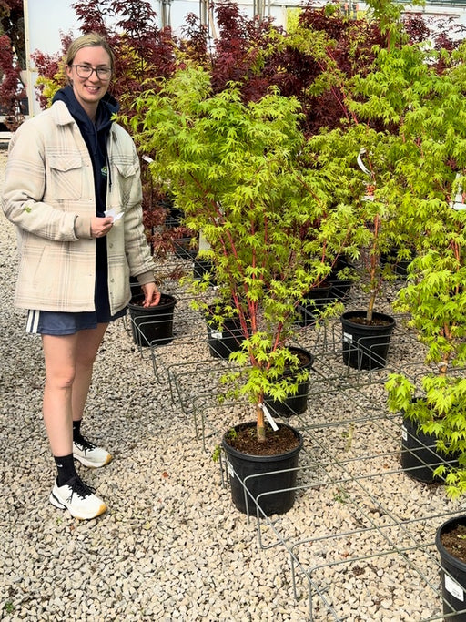 Acer Palmatum Sangokaku 15 Litre Pot