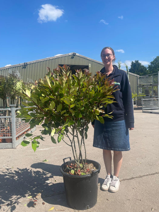 Photinia Red Robin Parachute Bush 35 Litre Pot 90/110cm