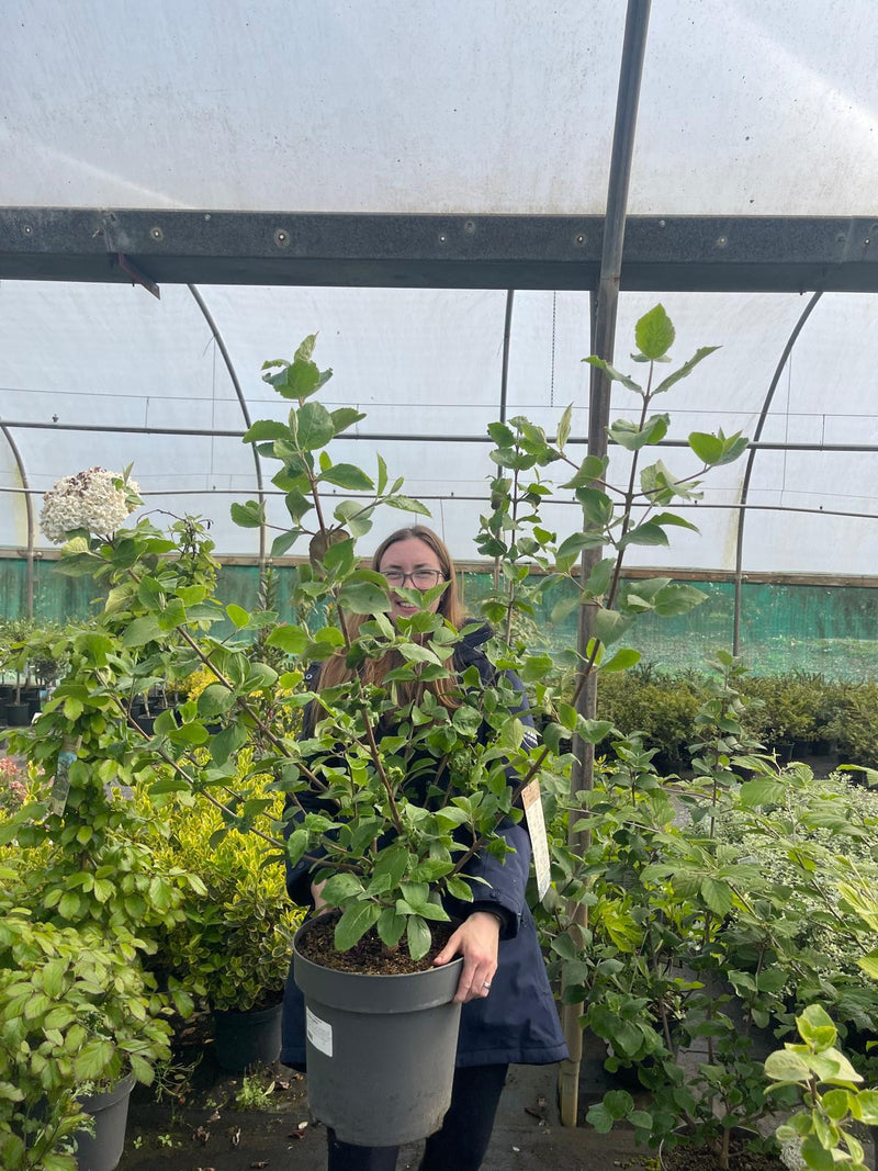 Viburnum Carlcephalum 12 Litre Pot 60/80cm