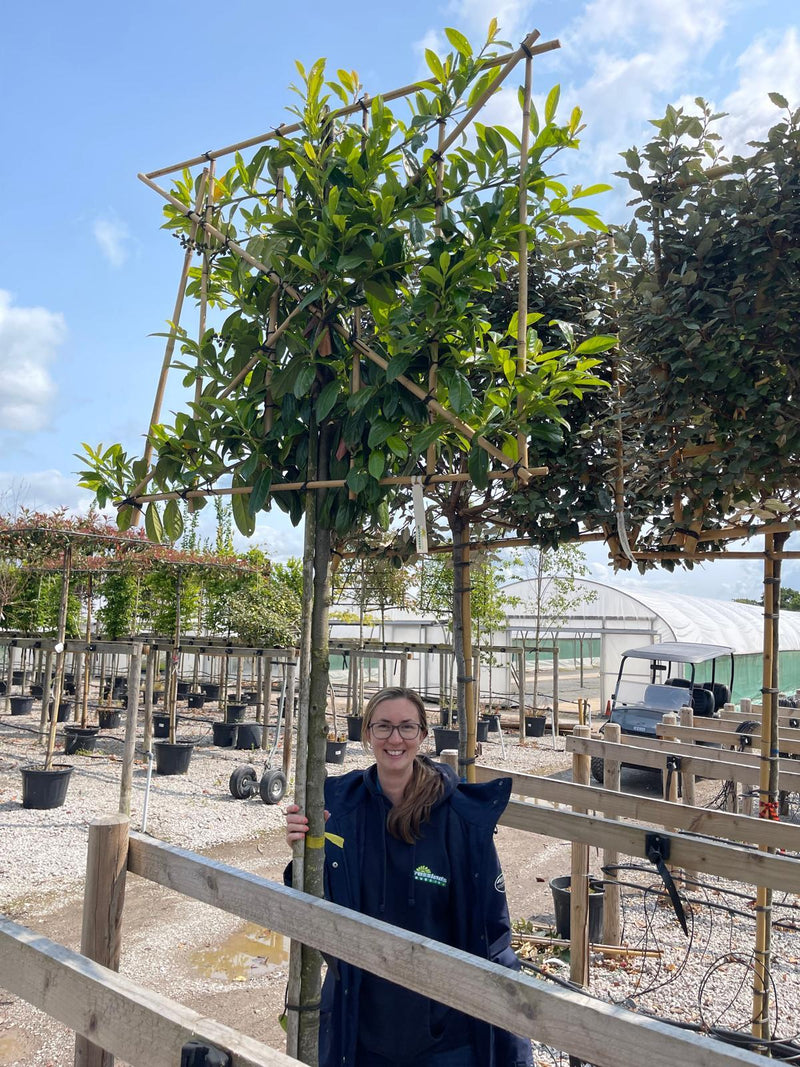 Special Offer Prunus Novita Pleached 10/12cm G, 170cm Stem, 100cm H x 120cm W