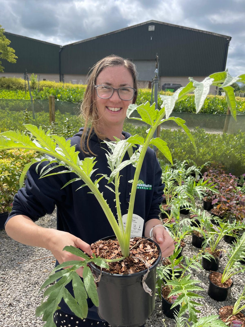 Cynara Cardunculus 3 Litre Pot