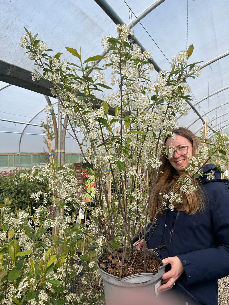 Aronia arbu. Brilliant 20 Litre Pot